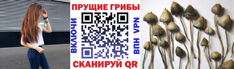 даркнет официальный сайт Кораблино Псилоцибиновые грибы прущие грибы